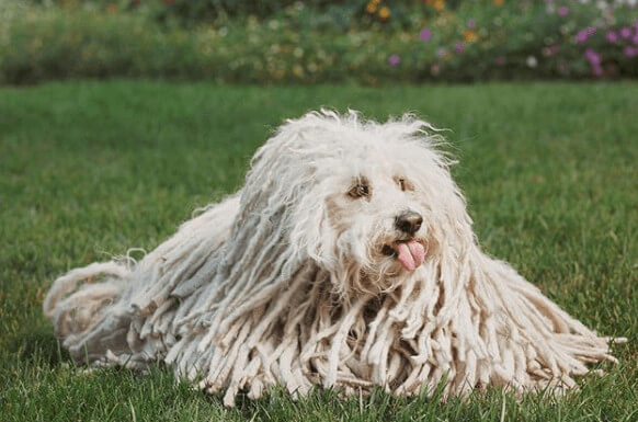 August Chan Zuckerberg Pet